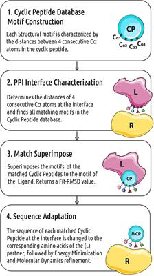 Rapid in silico Design of Potential Cyclic Peptide Binders Targeting Protein-Protein Interfaces